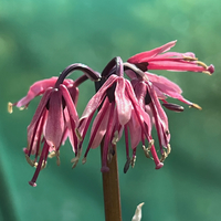 Heloniopsis (Helonias) orientalis (breviscapa) var